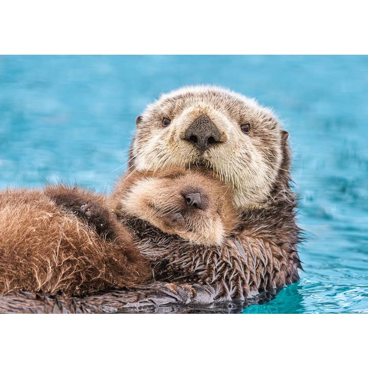 Loutre Amour pour la vente par Greatland Graphics