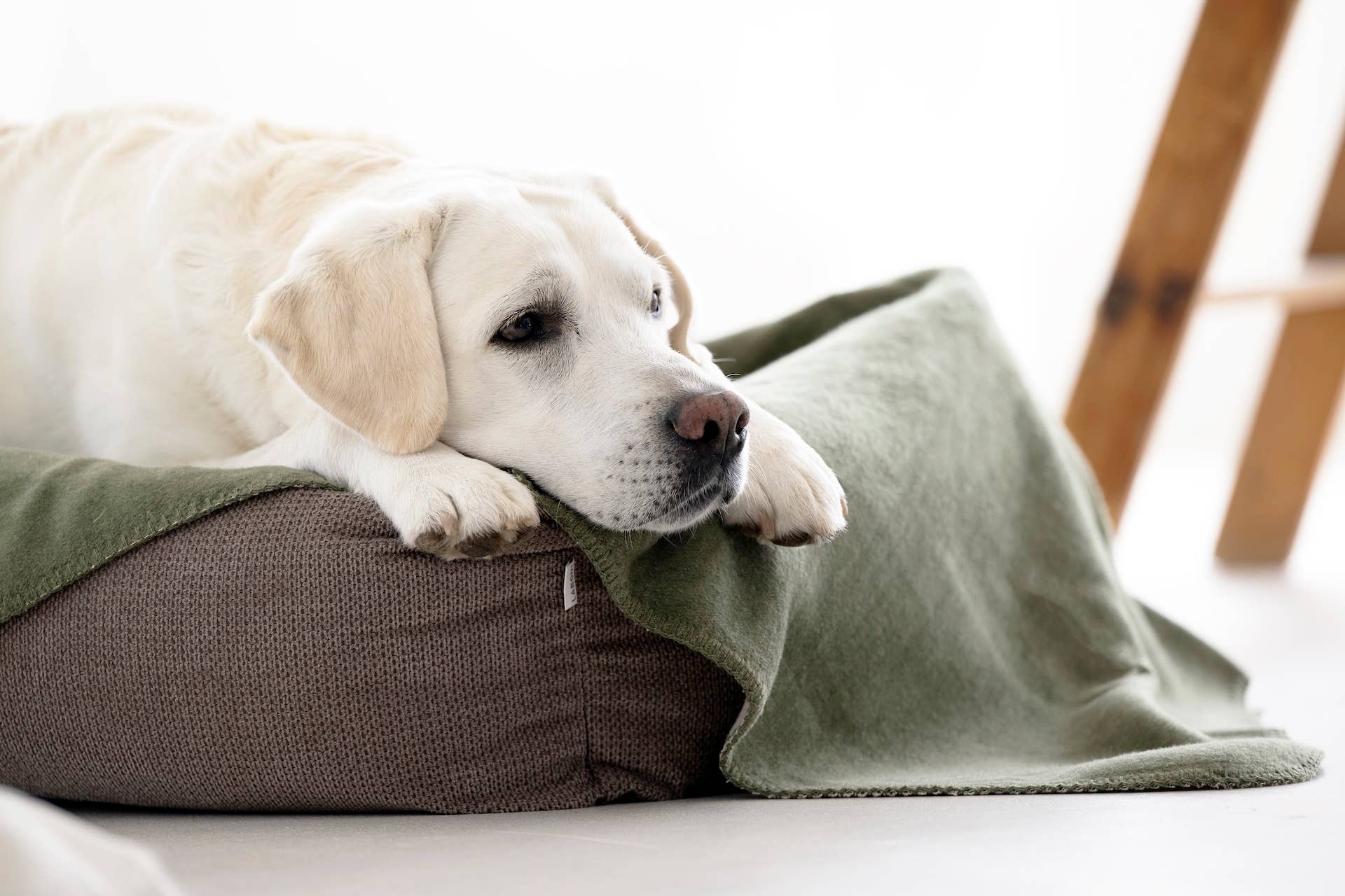 LABONI - Volentis GmbH – Großhandel Haustierdecke – Katze/Hund – REVERSO – Stilvolle Wende-Decke für anspruchsvolle Hunde24