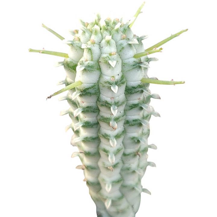 Best Plant Friend - Wholesale Succulent - Variegated Corn Cob Cactus - Rare Live Succulents 2/4 inch