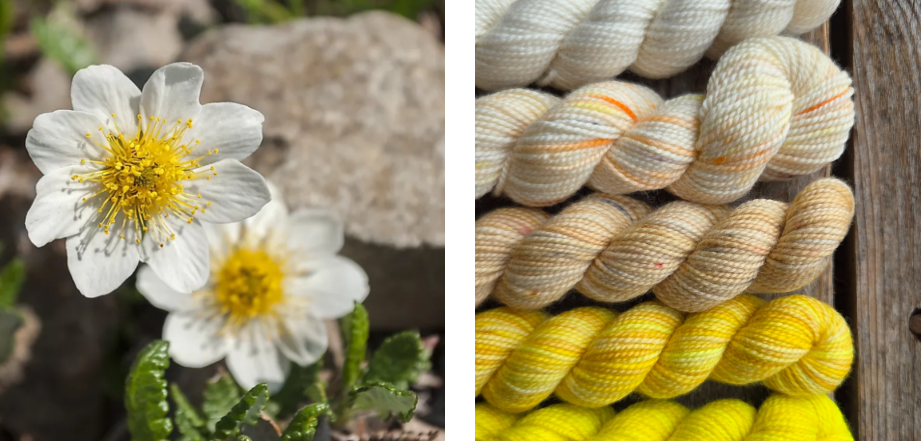 Koigu Wool Designs - Vente Fils à tricoter - Boîtes de Peinture de Fleurs Provinciales (ensembles de mini-écheveaux)22