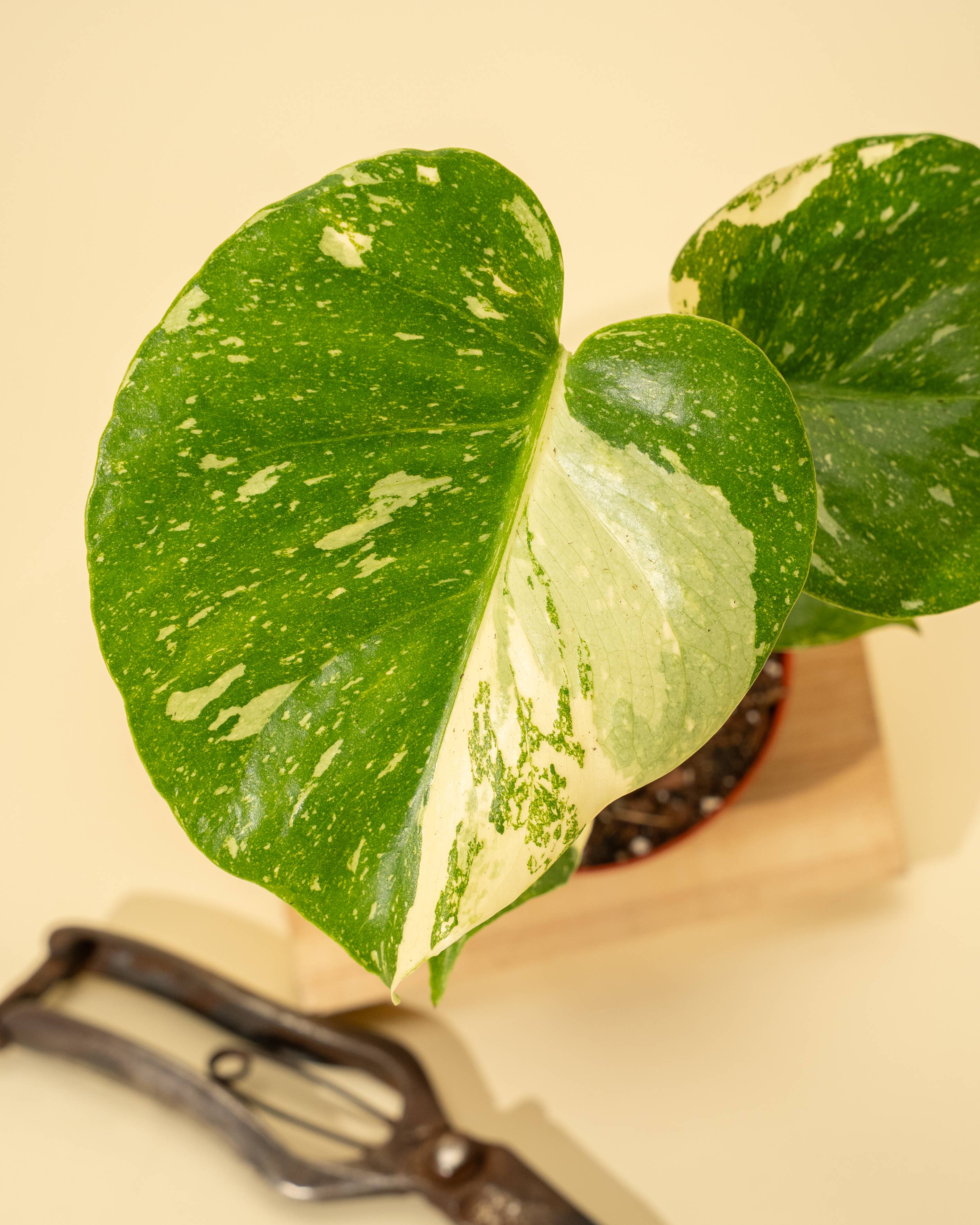 BWH Plant Co - Wholesale Live Plant - 4" Monstera 'Thai Constellation'6