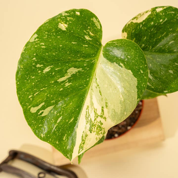BWH Plant Co - Wholesale Live Plant - 4" Monstera 'Thai Constellation'6