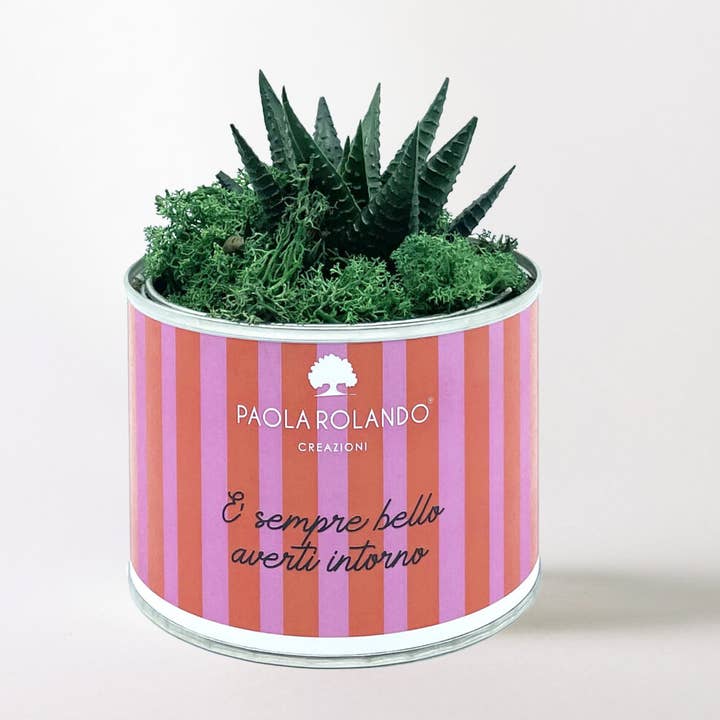 Pianta Grassa In Vaso Tin Small per la vendita all'ingrosso da parte di Paola Rolando Creazioni