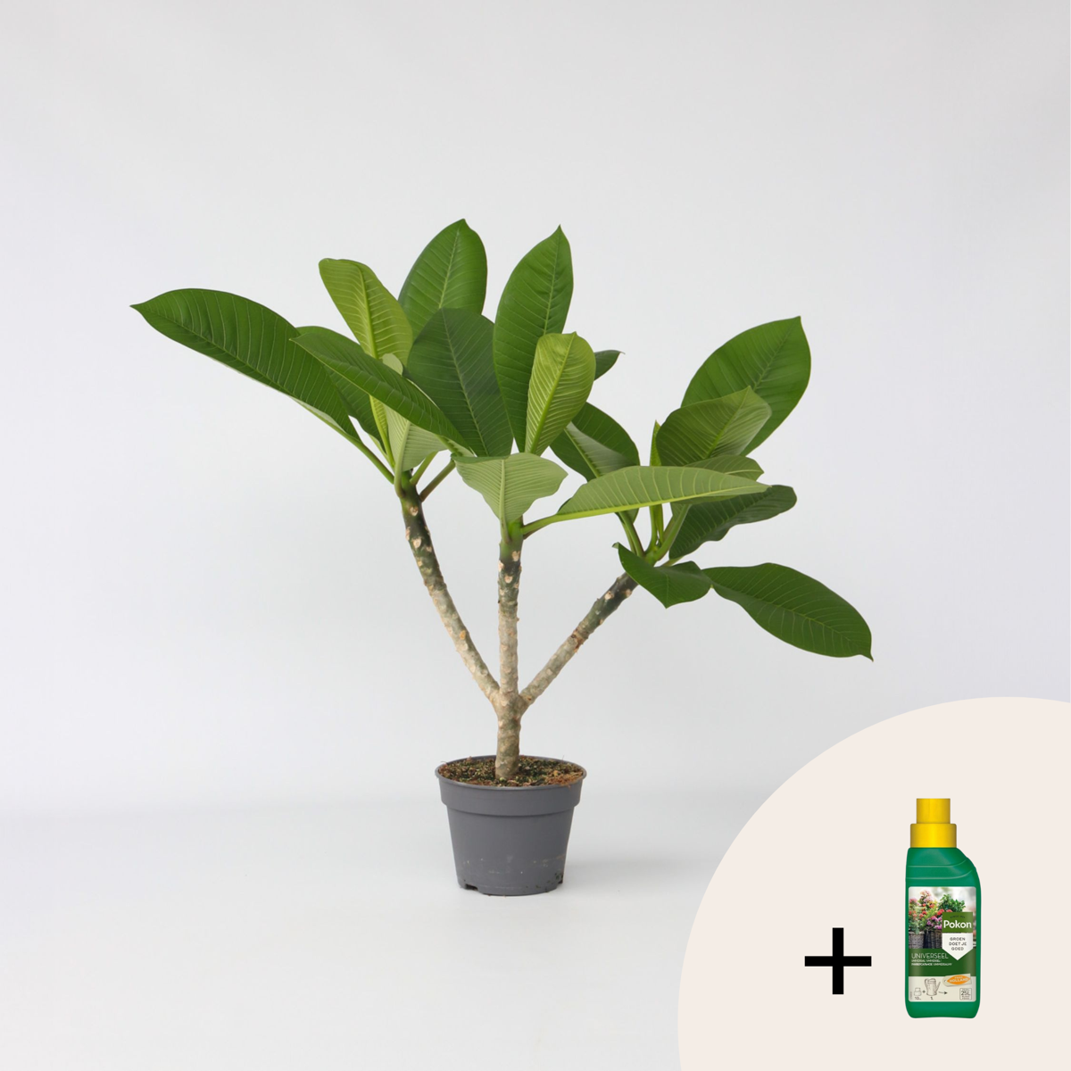 Oasis of Life - Wholesale Live Plant - Hawaii Palm + Fertilizer – Plumeria rubra – Temple Tree – Height 45–55cm – Ø17cm – Fragrant Frangipani Plant – Tropical Houseplant with 500ml Pokon Liquid Fertilizer0