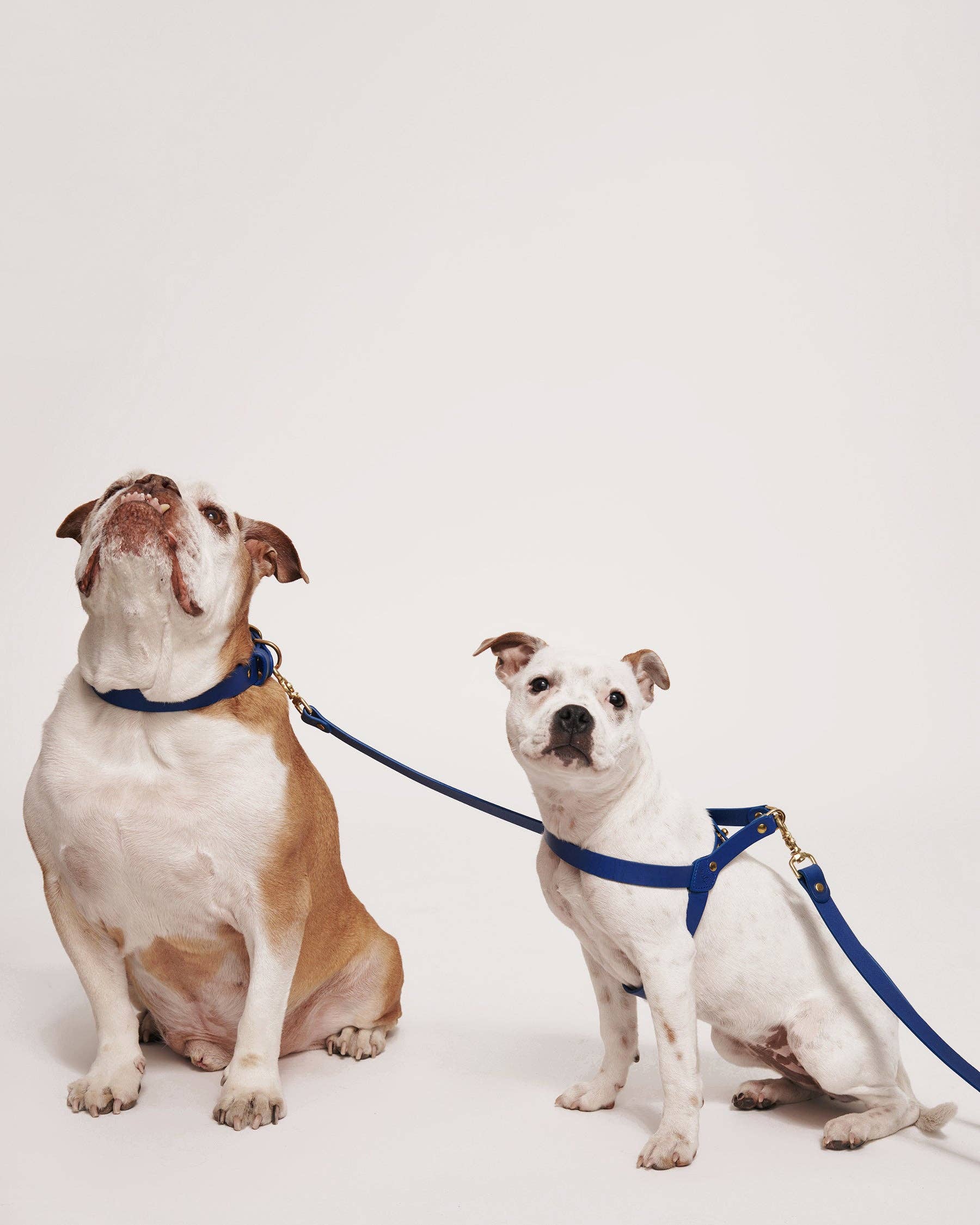 Muso & Co – Großhandel Haustiergeschirr – Hund – Klassisches Geschirr aus pflanzlich gegerbtem Leder2