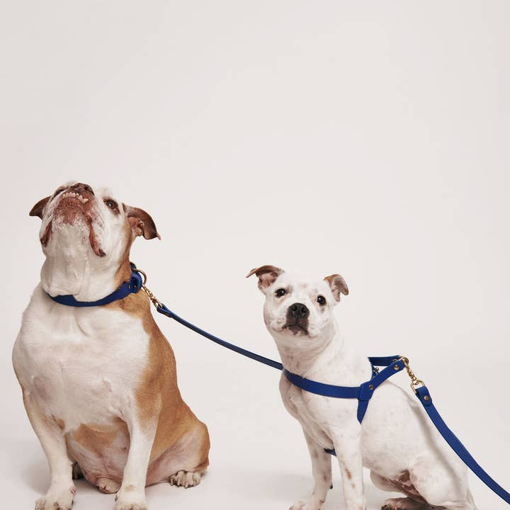 Muso & Co – Großhandel Haustiergeschirr – Hund – Klassisches Geschirr aus pflanzlich gegerbtem Leder2