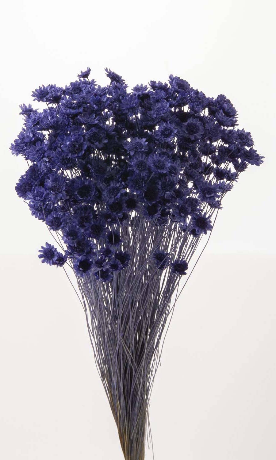 2626 Designs - Wholesale Dried/Pressed Flowers - Dried Preserved Star Flower Blossom Bouquet6