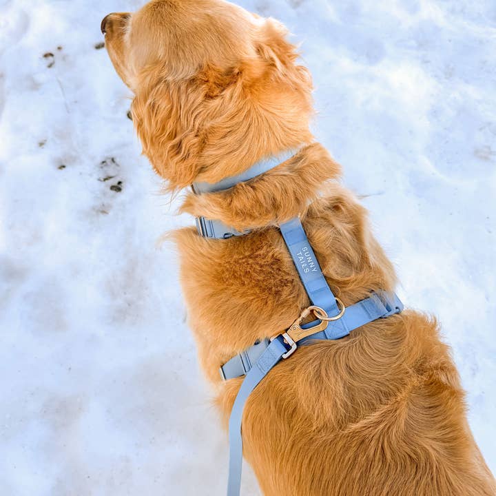 SUNNY TAILS - Wholesale Pet Collar - Dog - Malibu Blue Waterproof Dog Collar4