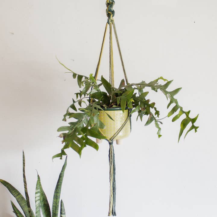 Modern Bo Studio – wholesale Hängande kruka – Chunky Twist Växtampel - Flerfärgad5