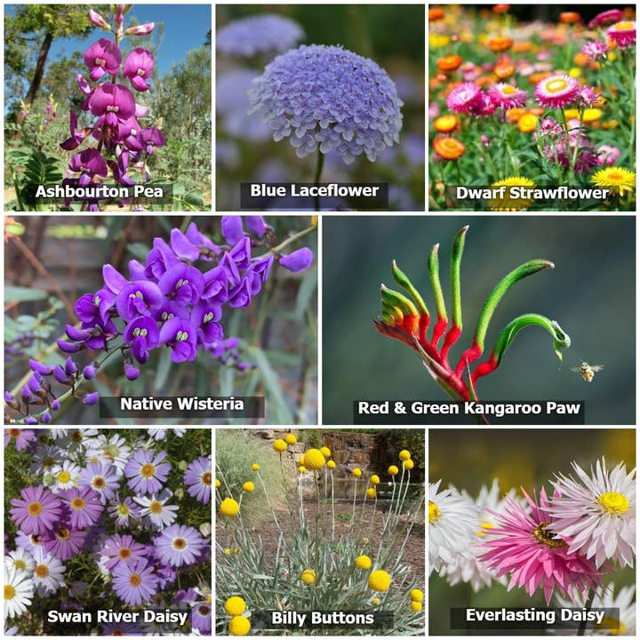 Native Seed Box - Wholesale Plant seeds - Wildflowers for Native Pollinators2