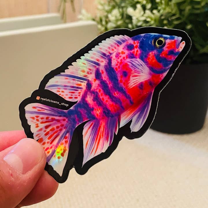 Adesivo ciclidi pavone (olografico) per la vendita all'ingrosso da parte di Reef of Clowns
