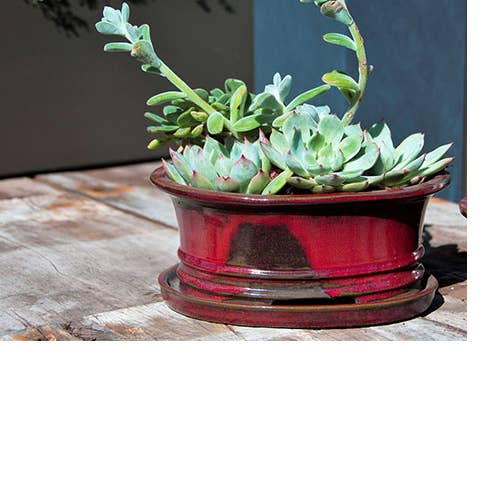 Ficus Bonsai Pot, Oxblood, 8"X6"X3.5" (Sold In Case Of 4) for wholesale by Pacific Home & Garden