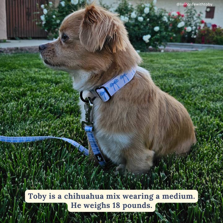 Lucy & Co. - Wholesale Pet Collar - Dog - Bowwow Wow! Collar4