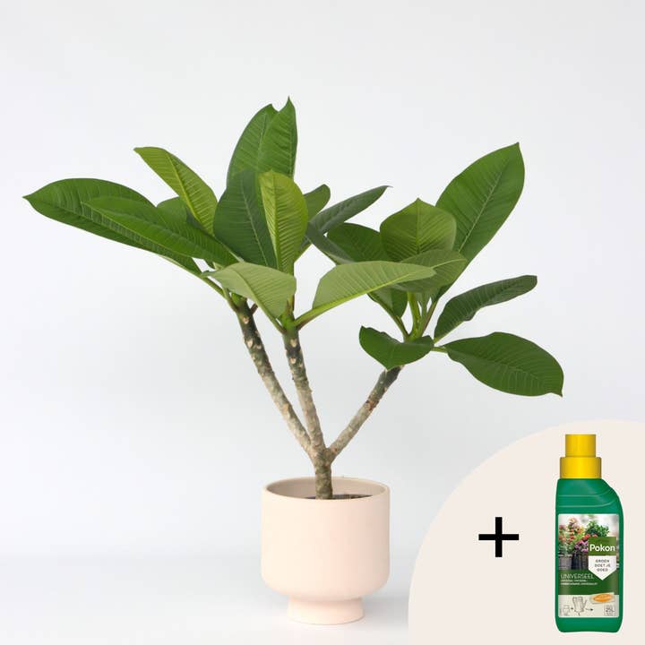 Oasis of Life - Wholesale Live Plant - Hawaii Palm + Fertilizer – Plumeria rubra – Temple Tree – Height 45–55cm – Ø17cm – Fragrant Frangipani Plant – Tropical Houseplant with 500ml Pokon Liquid Fertilizer1