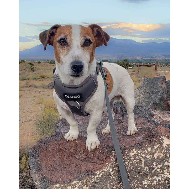 DJANGO - Wholesale Pet Harness - Dog - Tahoe No Pull Dog Harness - Poppy Seed Gray3