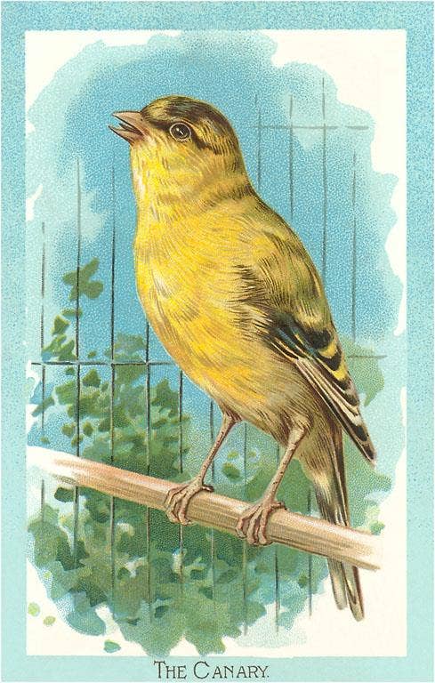 Found Image Press - Wholesale Postcard - Postcard BD-14 Canary0