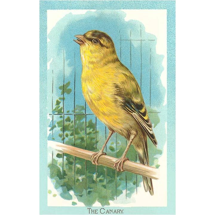 Found Image Press - Wholesale Postcard - Postcard BD-14 Canary