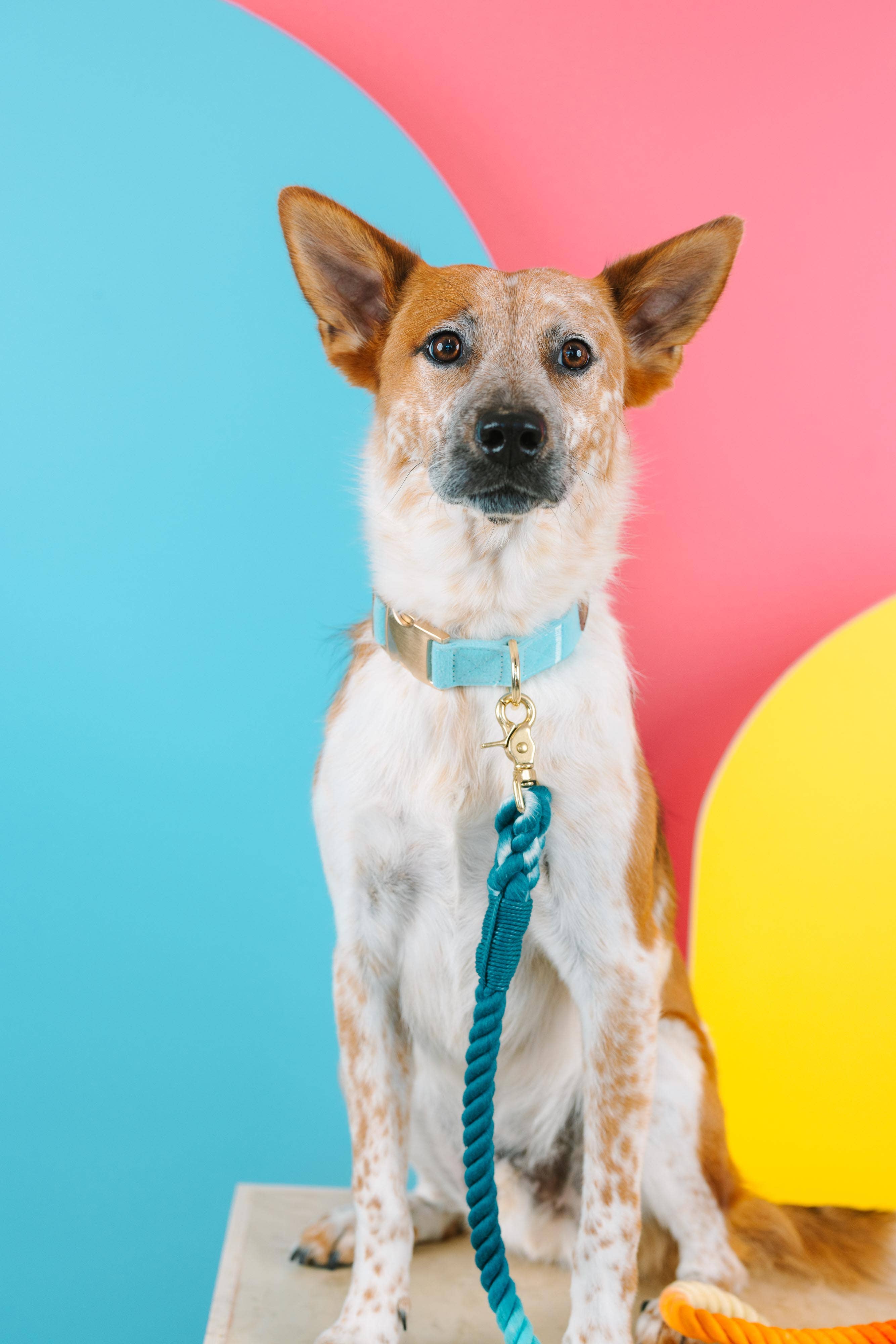 Pink Papyrus | Premium, Durable, & Stylish Dog Products - Vendita all'ingrosso Collare - Cani - Collare per cani Perry | Collare per cani blu | Collare per cani8