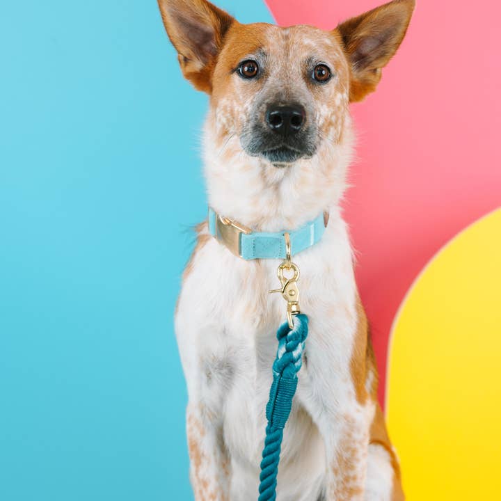 Pink Papyrus | Premium, Durable, & Stylish Dog Products - Vendita all'ingrosso Collare - Cani - Collare per cani Perry | Collare per cani blu | Collare per cani8