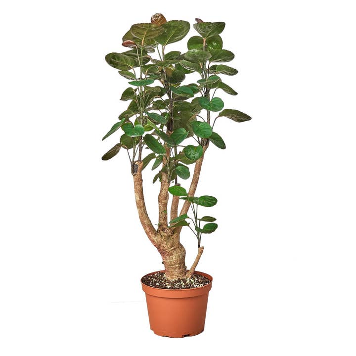 House Plant Wholesale WEST - Wholesale Live Plant - Aralia Fabian Stump 'Polyscias Scutellaria'