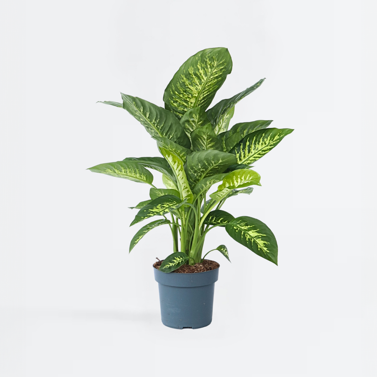 Oasis of Life - Wholesale Live Plant - Dieffenbachia 'Tropic' – Arum Houseplant – Height 70–80cm – Ø24cm – Tropical Green Plant with Patterned Leaves – Air-Purifying & Easy to Care for – For Living Room & Office0