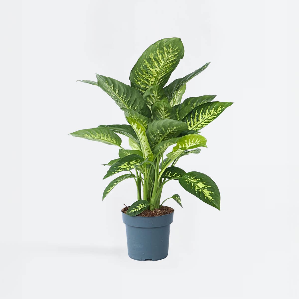 Oasis of Life - Wholesale Live Plant - Dieffenbachia 'Tropic' – Arum Houseplant – Height 70–80cm – Ø24cm – Tropical Green Plant with Patterned Leaves – Air-Purifying & Easy to Care for – For Living Room & Office