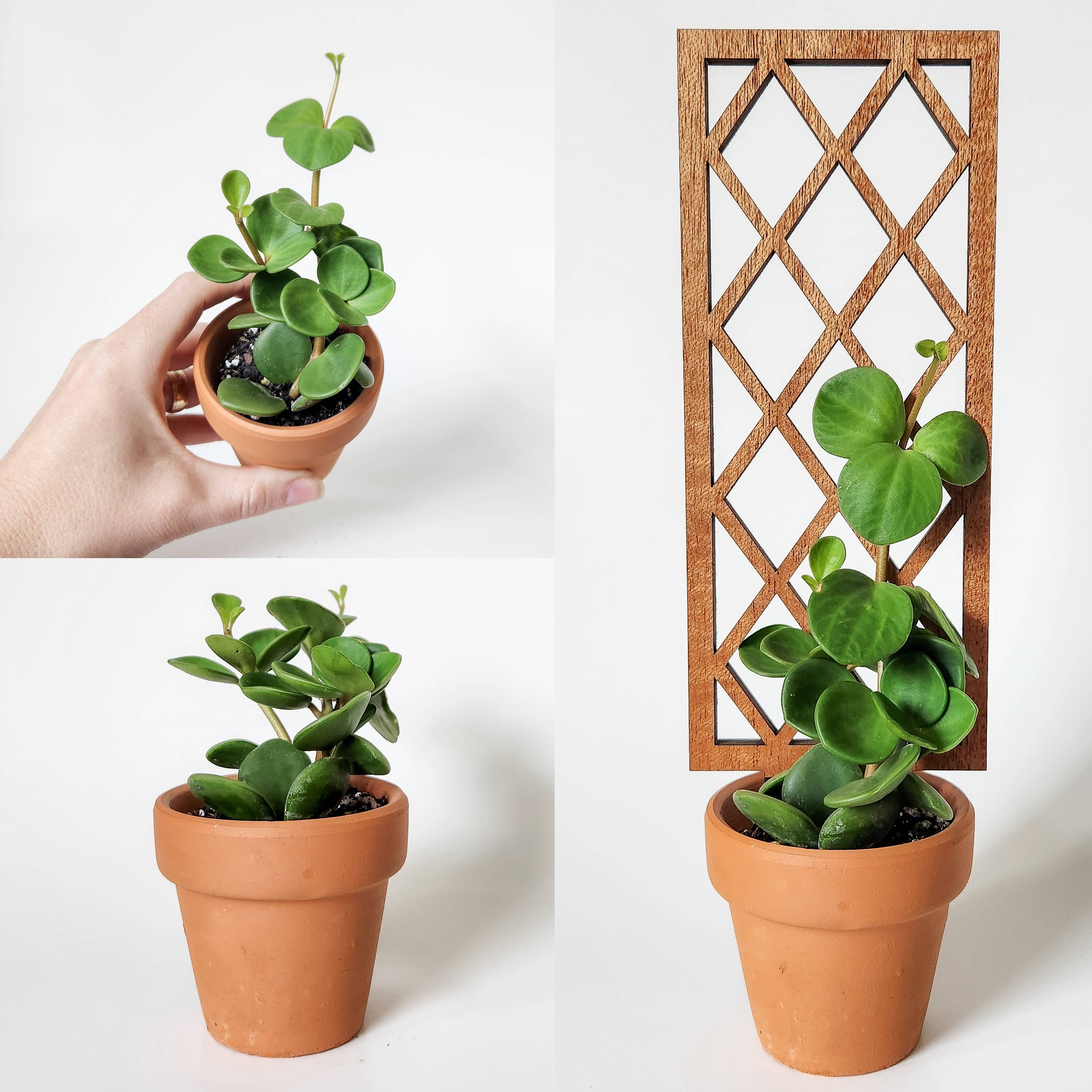 Leaf & Node - Wholesale Trellis - Lattice Indoor Wooden House Plant Trellis (2 Size Options)8