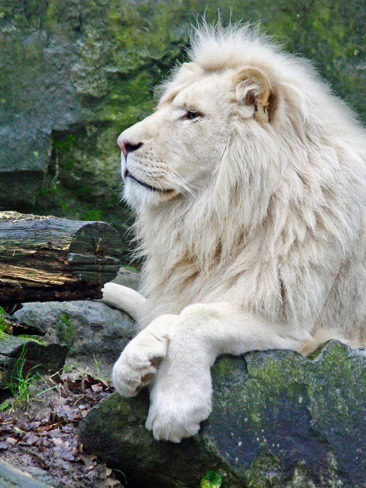 90210 Exotics för wholesale av 90210 Exotics