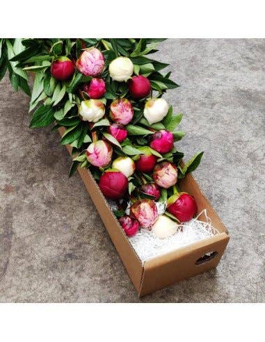 Florasource - Wholesale Fresh Cut Flowers - Assorted Peonies 60 stems0