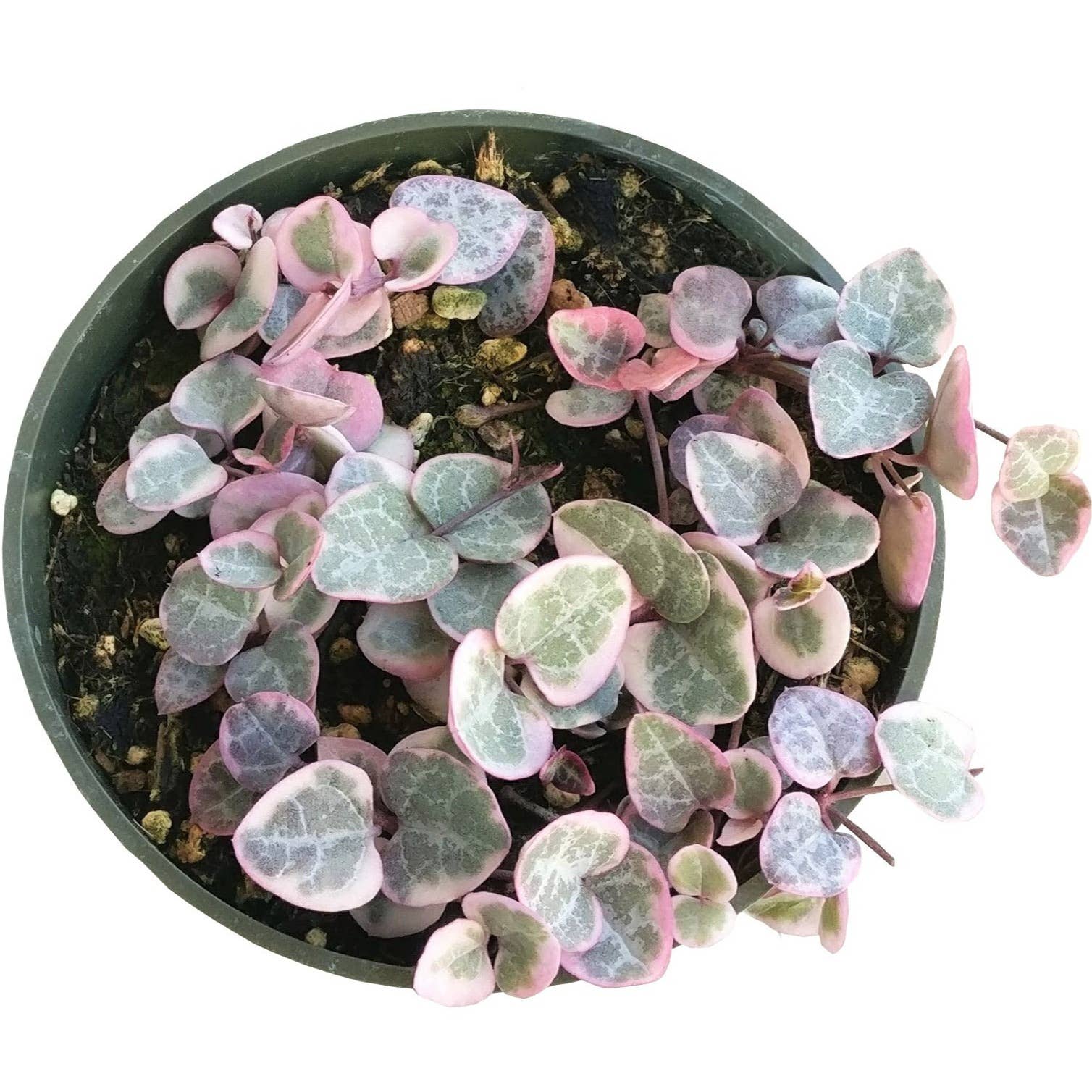 Best Plant Friend - Vente Succulentes - Chaîne de cœurs panachée - Plante succulente en pot de 4/6 pouces0