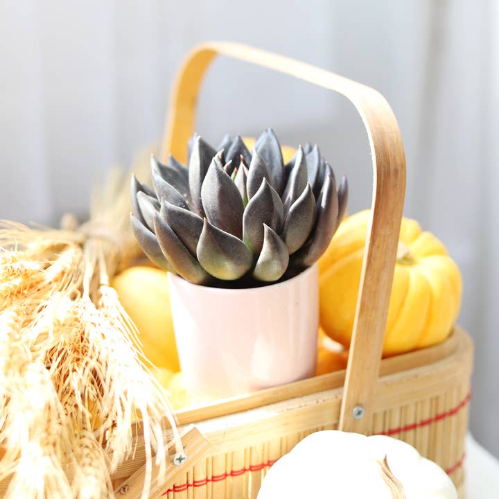 Best Plant Friend - Wholesale Succulent - Echeveria Black Knight, New Black 2/4" Plastic Pot1