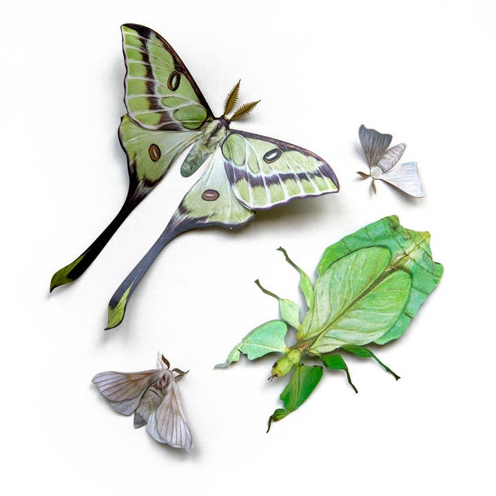 Moth and Myth - Venta al por mayor Recortables - Set de insectos de hojas y polillas Besanti «Leaf»