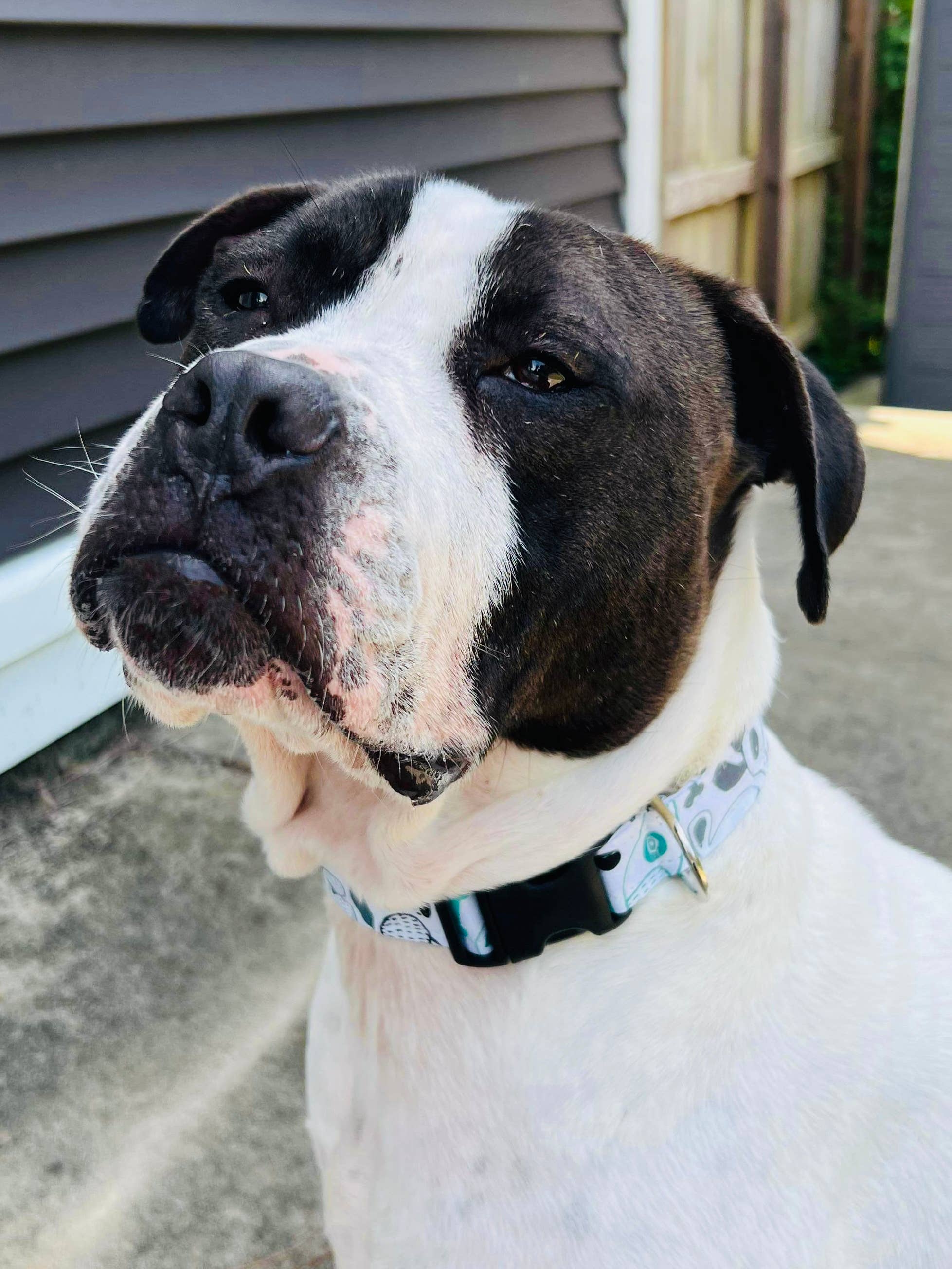 Little Barks Boutique - Vente Collier – chien - Le « Willow » - Collier pour chien11