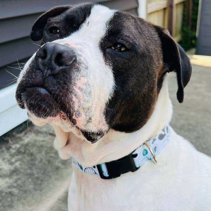 Little Barks Boutique - Vente Collier – chien - Le « Willow » - Collier pour chien11