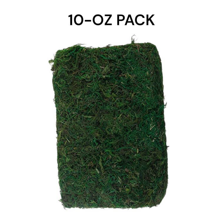 Angel Isabella - Wholesale Live Plant - 10oz or 1lb Bulk Pack-Naturally Preserved Green Moss