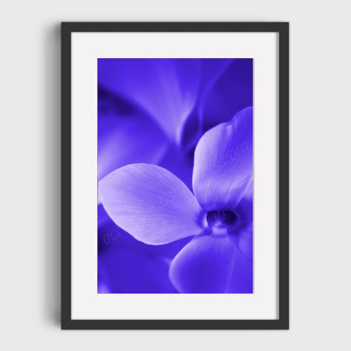 Electric Blue Cyclamen Flower Photo Print, Wall Decor for wholesale by Echoes & Shadows Photography
