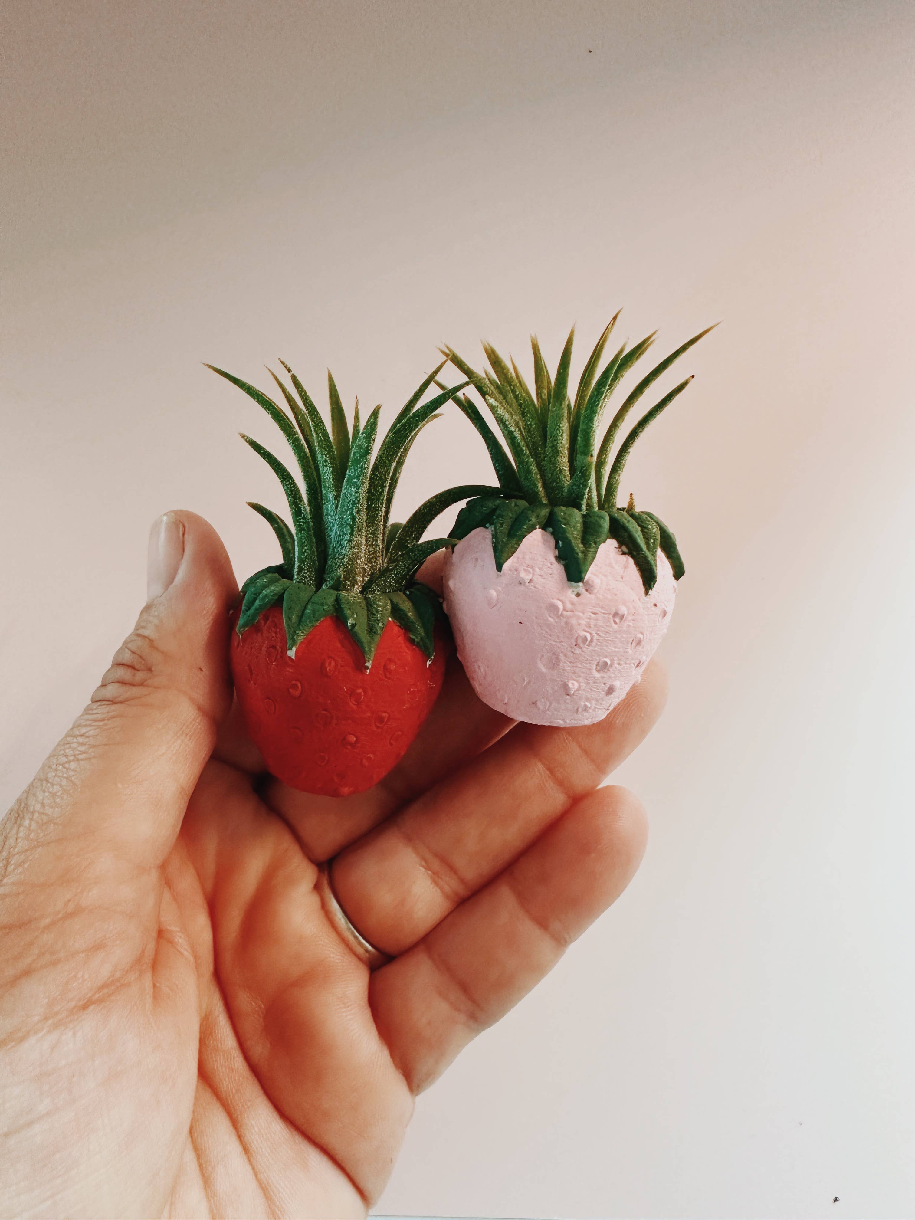 O'Berry's Succulents - Wholesale Plant Pot - Pink Strawberry Patch Mini Planter and Air Plant2