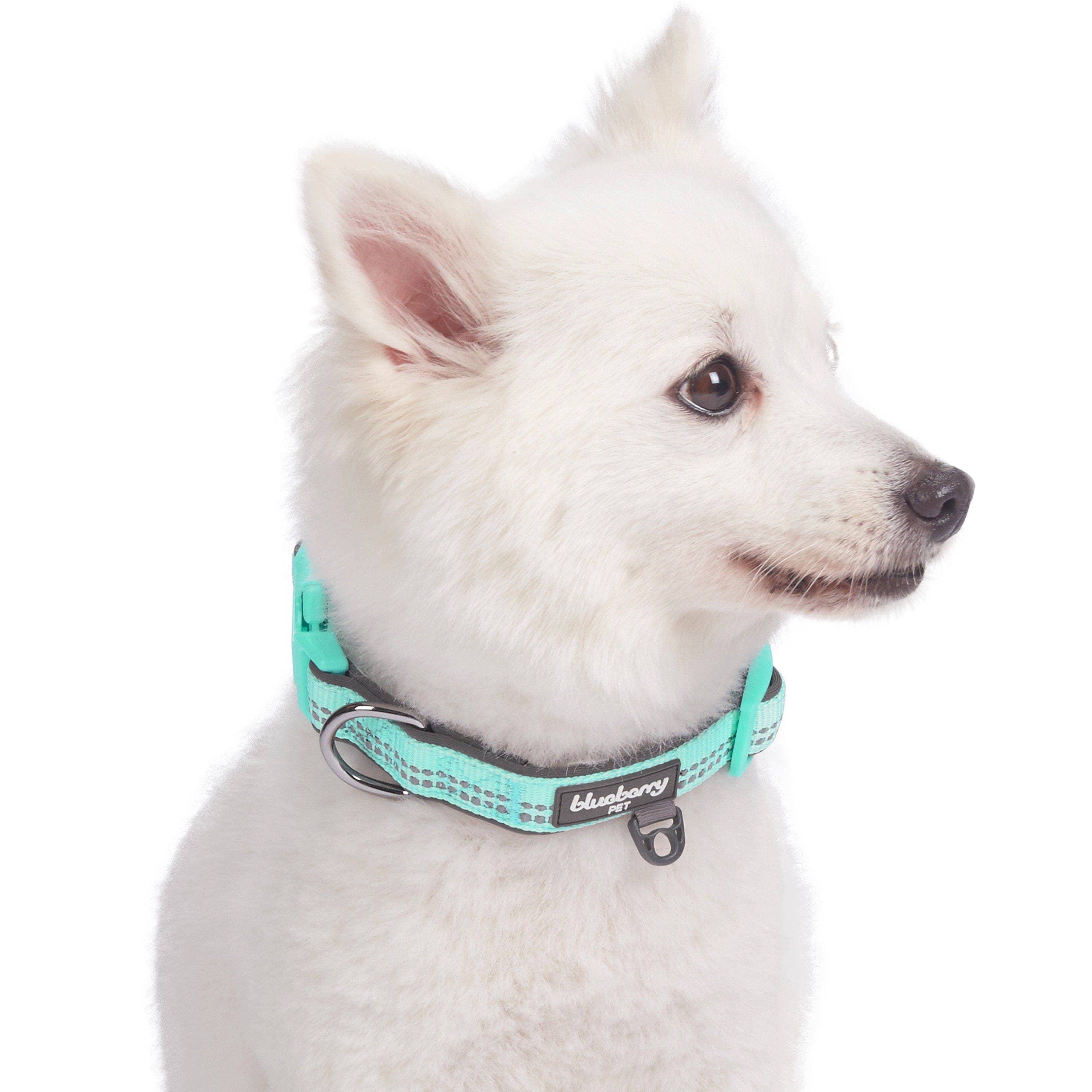 Blueberry Pet - Vente Collier – chien - Collier de sécurité rembourré en néoprène souple réfléchissant 3M7