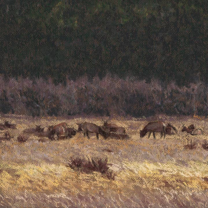 Rocky Mountain National Park Elk in Field Art Print for wholesale by Duck Girl Art