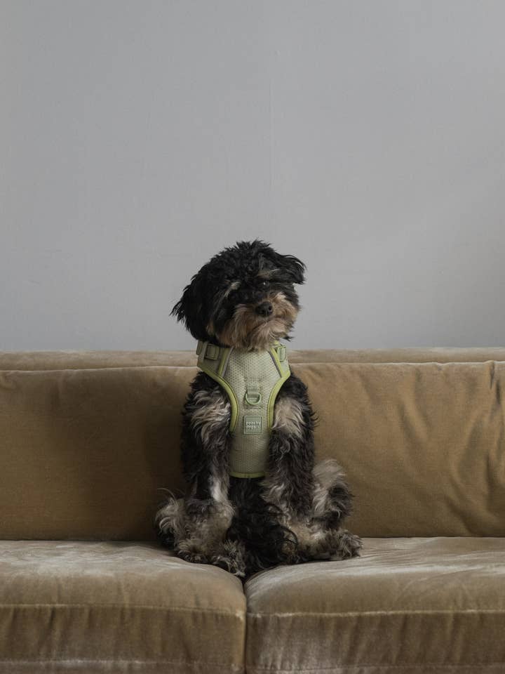 Matcha Classic 2.0 Harness for wholesale by Peachy Dogs