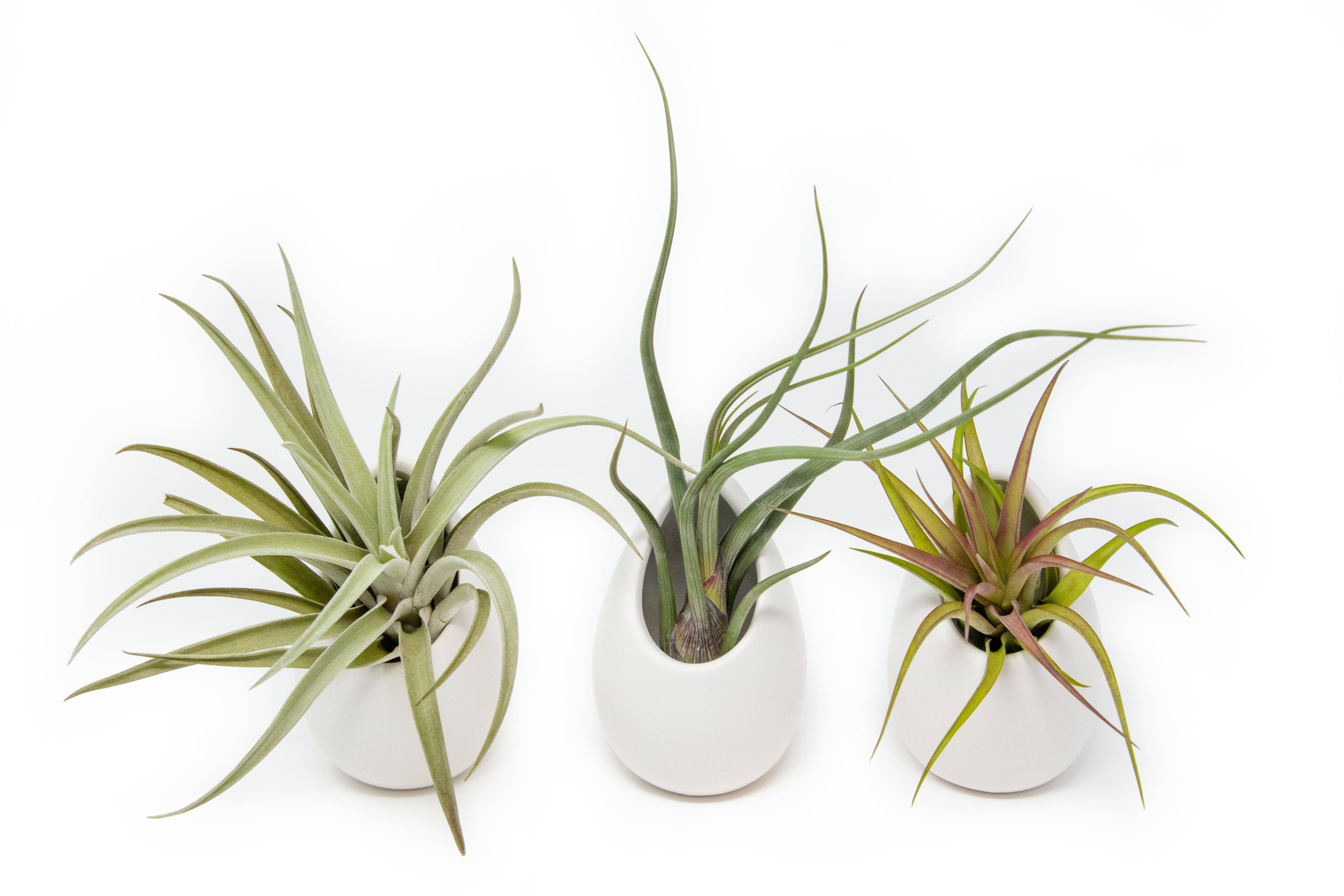 Air Plant Shop - Wholesale Hanging Planter - Large Ivory Ceramic Container3