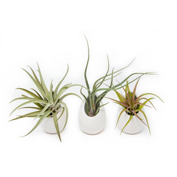 Air Plant Shop - Wholesale Hanging Planter - Large Ivory Ceramic Container3
