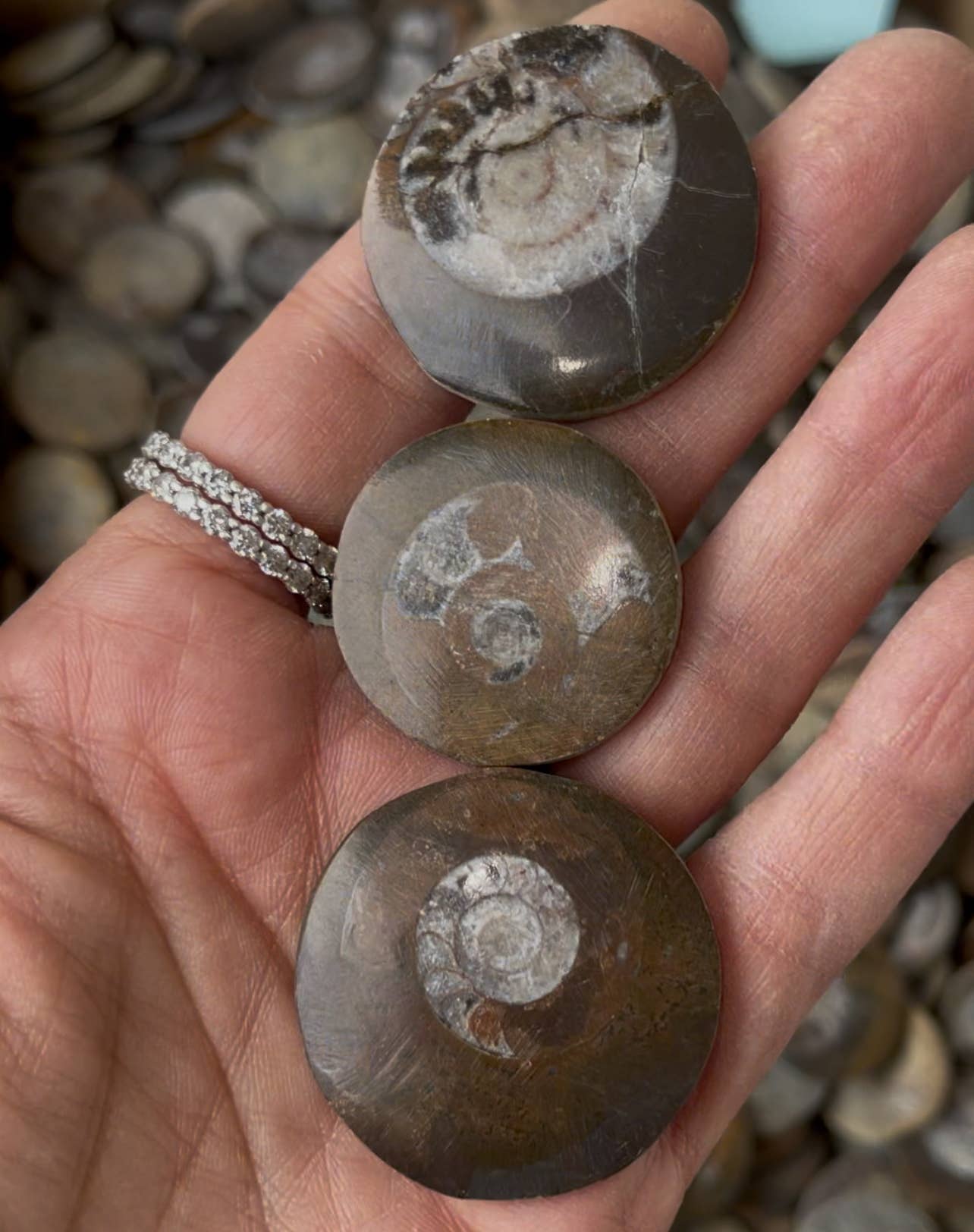 Casablanca Exports - Vendita all'ingrosso Pietra/cristallo spirituale - Bottoni di ammonite0