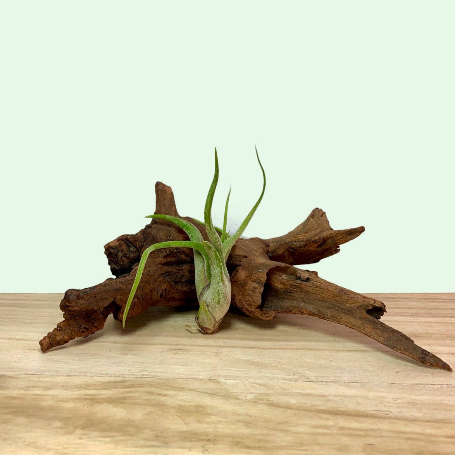 Cactus en ligne - Wholesale Live Plant - Small Tillandsia 'Air Plant'1