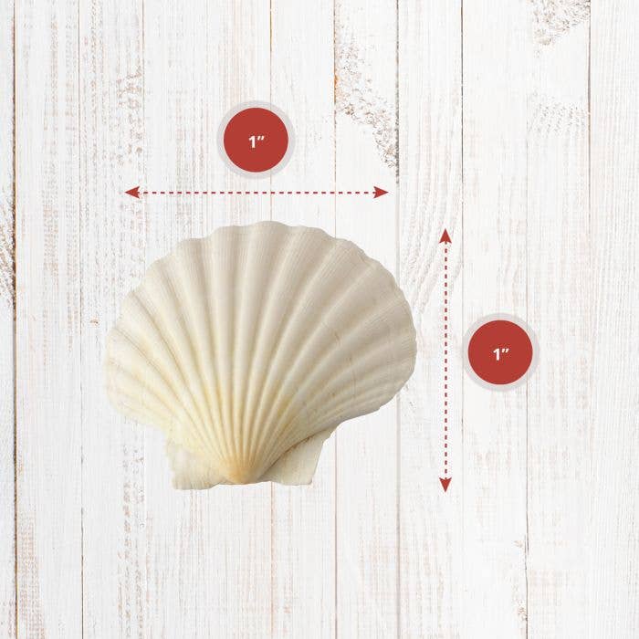 HIC - Harold Import Co. - Wholesale Kitchen Tool/Gadget - Maine Man Natural Baking Shells, 4in1