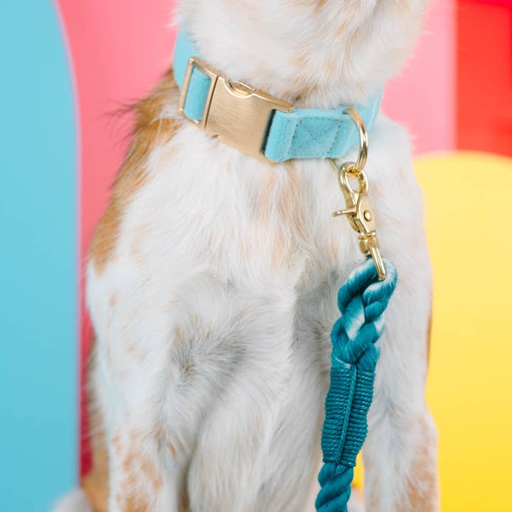 Pink Papyrus | Premium, Durable, & Stylish Dog Products - Vendita all'ingrosso Collare - Cani - Collare per cani Perry | Collare per cani blu | Collare per cani4