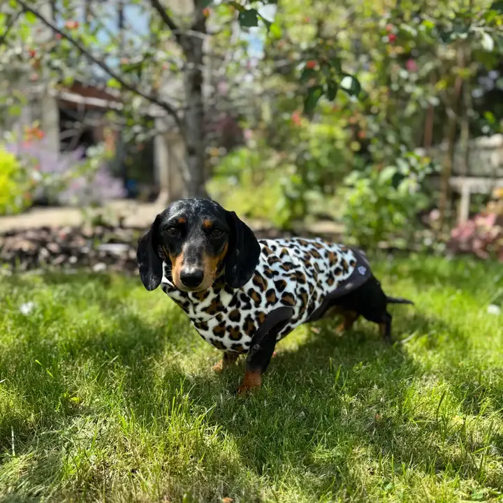 Doghouse – wholesale Pet jumper – Dog – Dachshund Wild Animal Print Fleece Jumper4