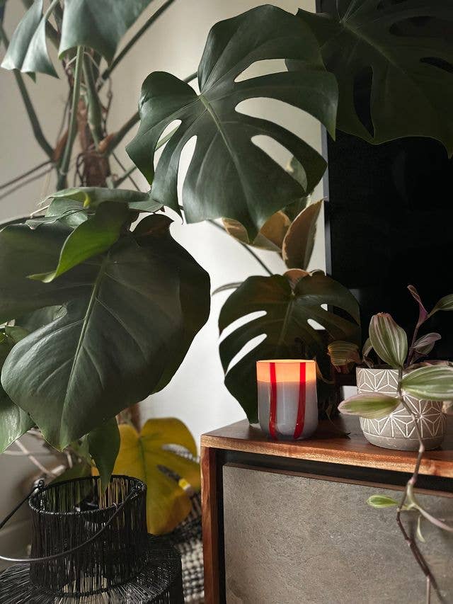 MÆGEN – wholesale Jar/filled candle – Atina Candle - Tomato & Mint Leaf1