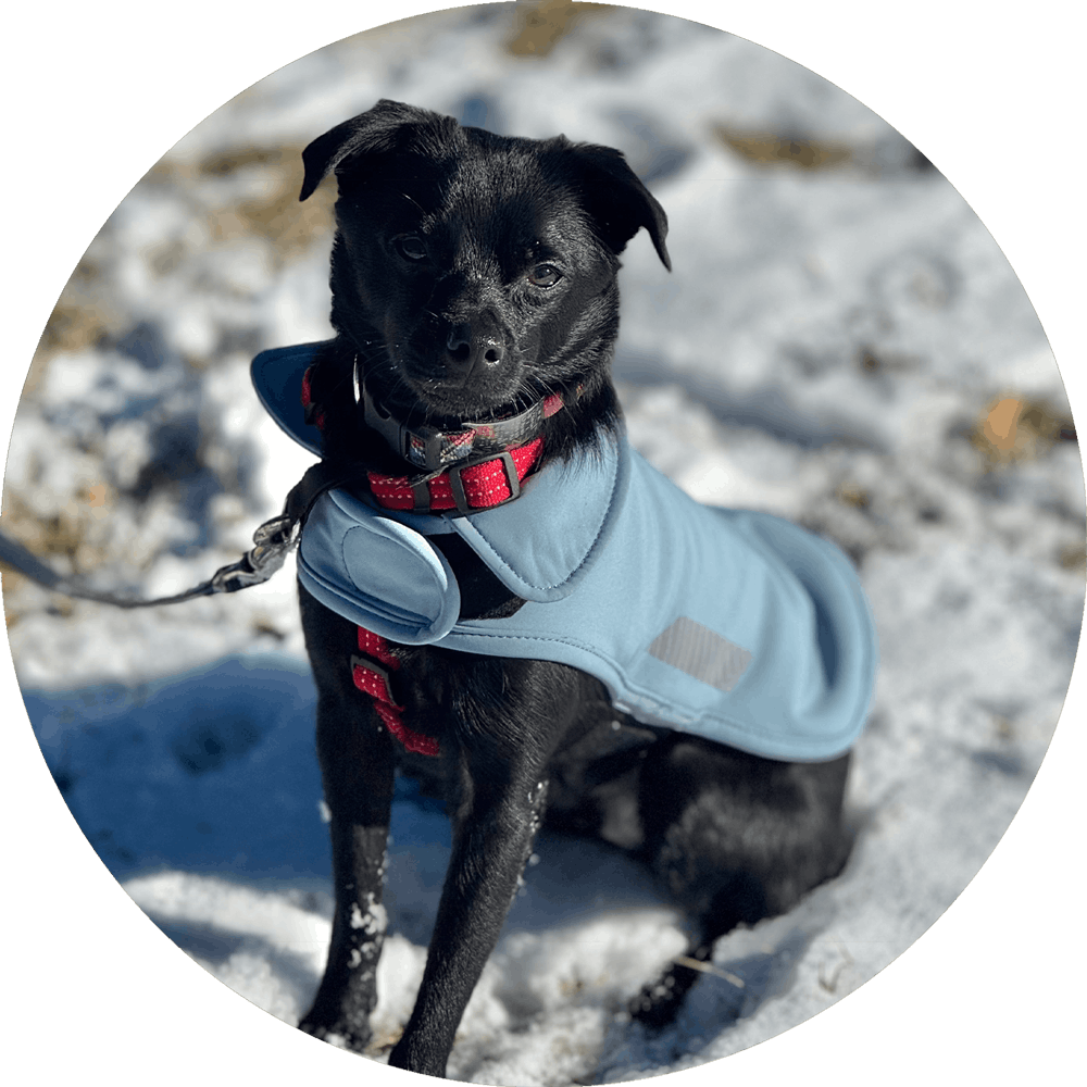 Wildebeest - Wholesale Pet Raincoat - Dog - All Weather Dog Jacket | Waterproof Dog Rain Coat | Fleece14