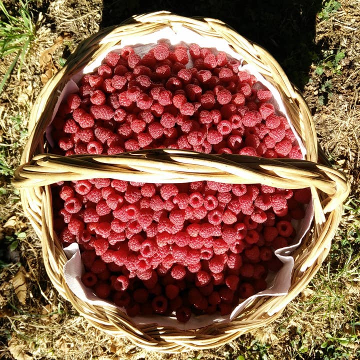 LAFRUTTA - Wholesale Preserves - Raspberry Compound Purity 100 g - Raspberries from Monti Cimini2